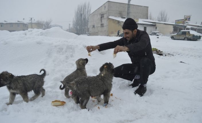 Kar yağışı altında sokak hayvanları için seferber oldu
