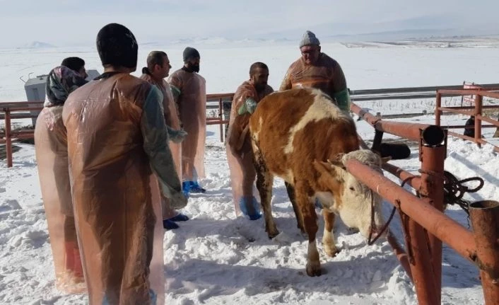 Kars Bölgesi VHO’nun bakanlık onaylı suni tohumlama kursu başladı