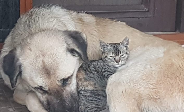 Köpeğin, annesi telef olan yavru kediye şefkati