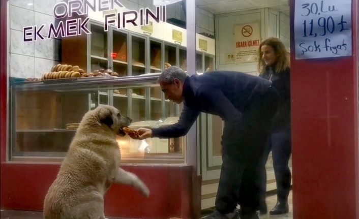 Köpeğin fırında ekmek nöbeti