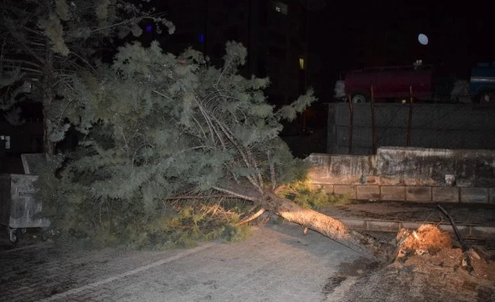 Malatya’da şiddetli fırtına ağacı kökünden söktü