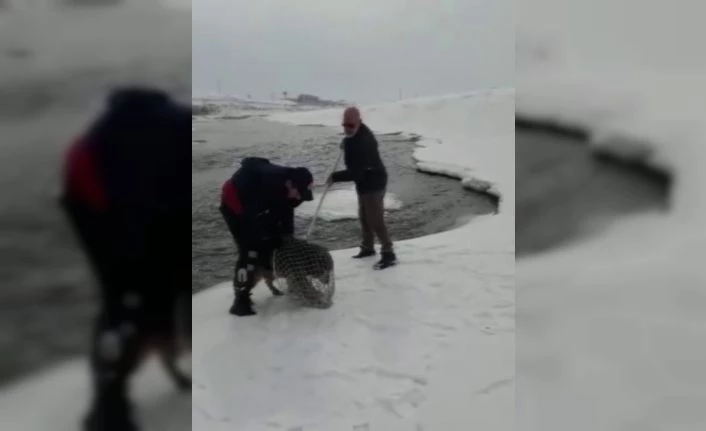 Murat Nehri’ne yemek aramaya giden kurt köpeği mahsur kaldı