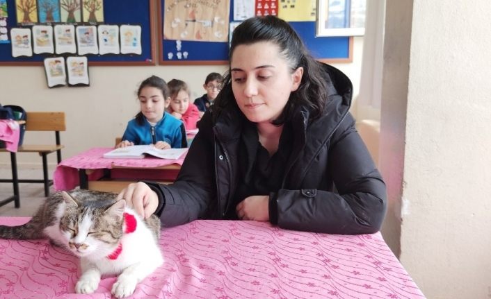 Öğretmenlerin bitki halde bulduğu kedi, iyileşti okulun maskotu oldu