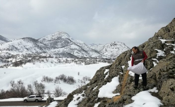 Tunceli’de yaban hayvanlarına yem desteği