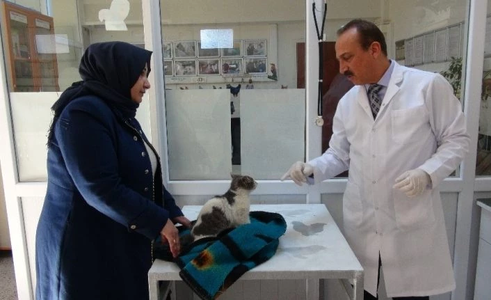 Yaralı kediye şefkat eli