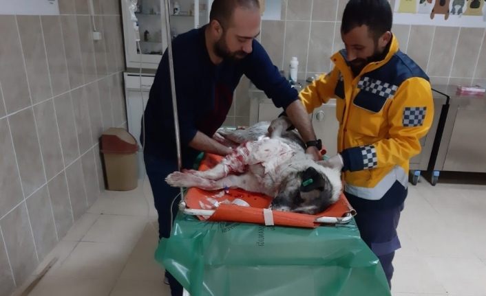 Van'da yaralı köpeğe polis şefkati