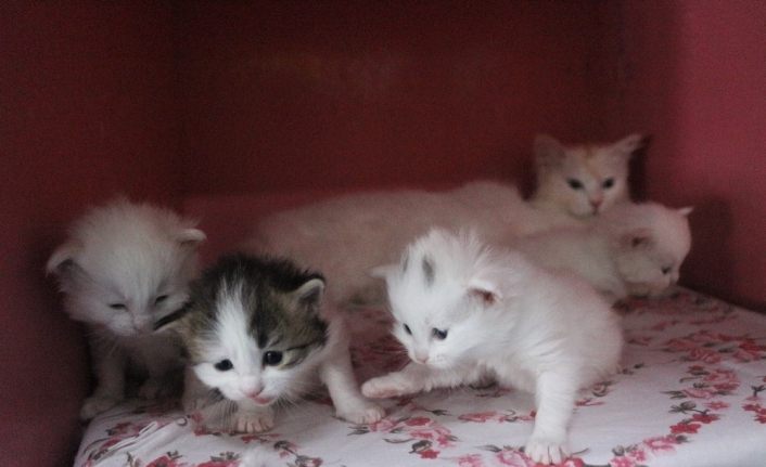 Yılın ilk Van kedileri dünyaya geldi