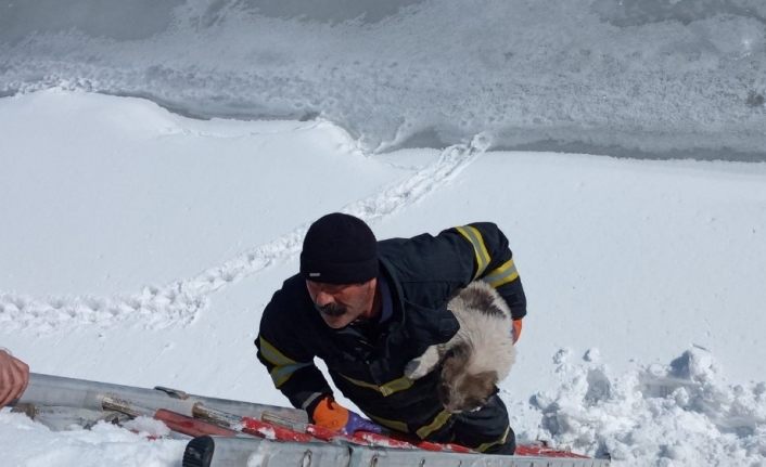 Yüksekova’da dereye düşen yavru köpek kurtarıldı