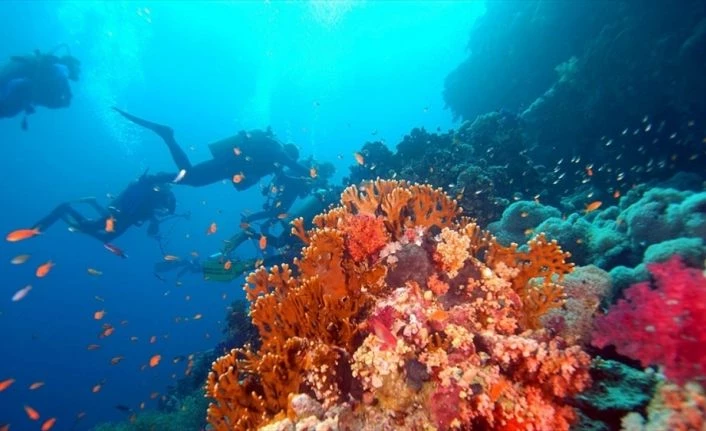 30 binden fazla canlı türünün nesli tükenme tehlikesiyle karşı karşıya