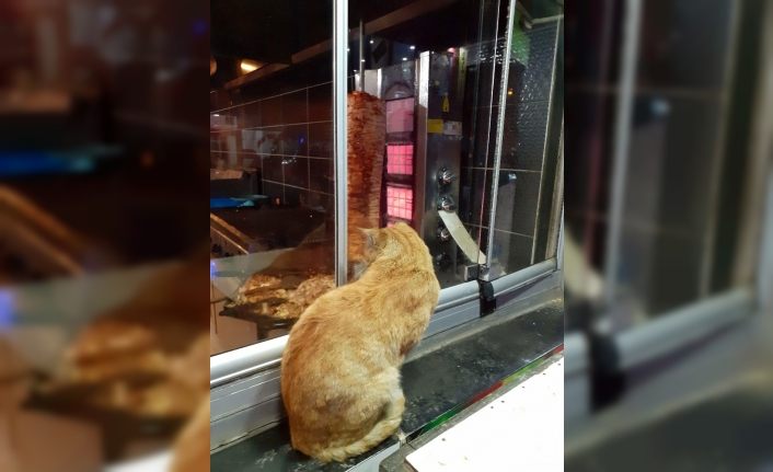 Ağrı’da tavuk dönere bakan aç kedi yürekleri sızlattı