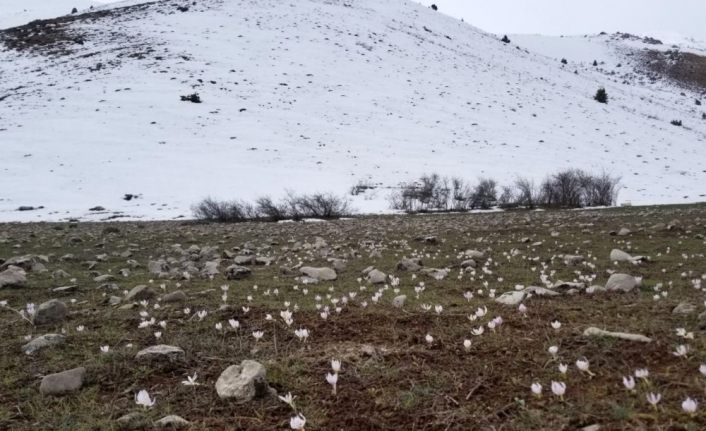 Baharın müjdecisi kardelenler Munzur’u süsledi