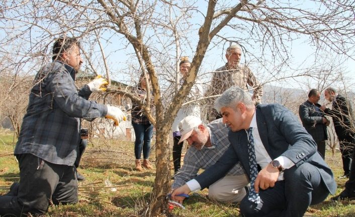 Bitlis ekonomisine katkı sunan nar ağacının budamasına başlanıldı