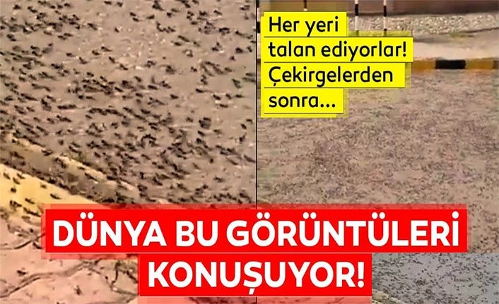 Çekirge istilasının ardından karınca istilası başladı – Çekirge ve karınca istilası nerede?