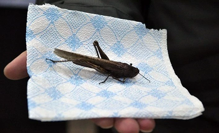 İran'ı istila eden çekirgeler Türkiye'de görüldü