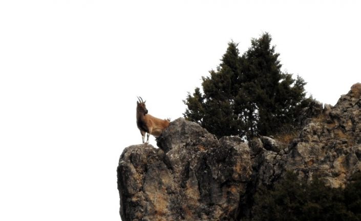 Munzur Dağlarında yaban keçileri görüntülendi