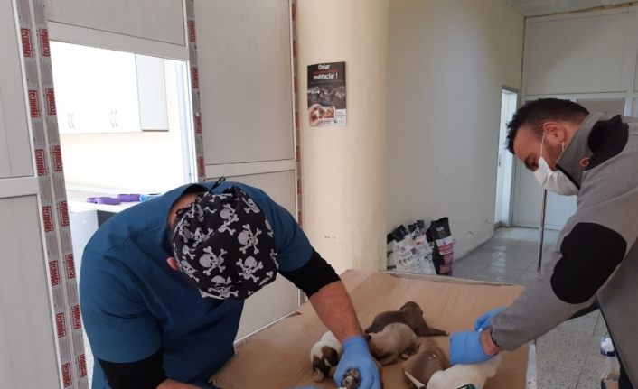 Ölüme terk edilen yavru köpekler kurtarıldı