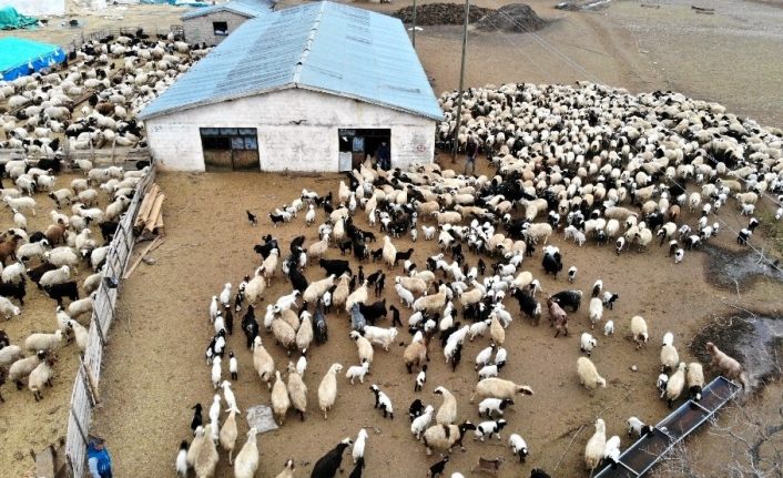 (Özel) Tulum peyniri koronaya meydan okuyor