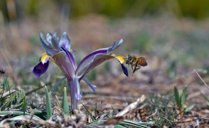 Tunceli’de bahar çiçekleri açtı