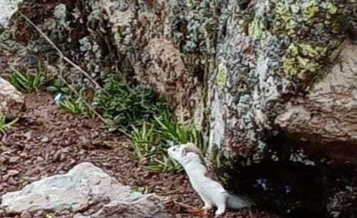 Tunceli’de renk değiştiren "gelincik" görüntülendi