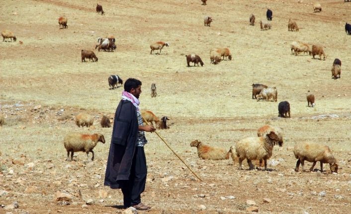 Valilik’ten yayla ve mera kullanımı genelgesi