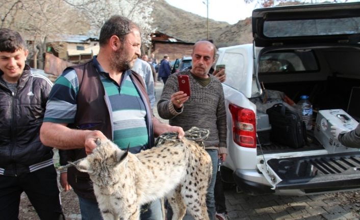 Ahıra giren vaşak tavukları telef etti