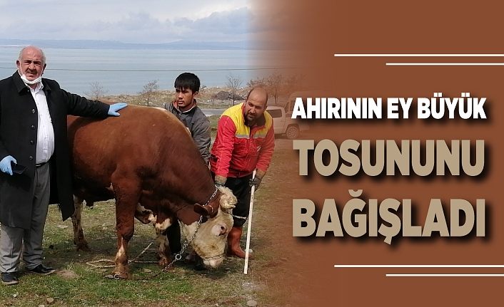 Ahırının ey büyük tosununu bağışladı