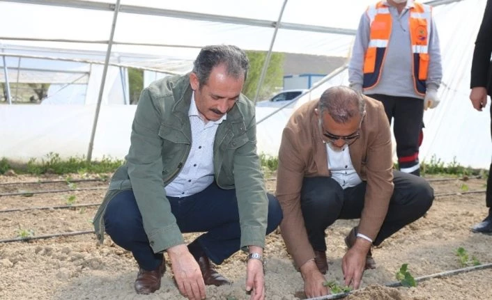 Gürpınar Belediye Başkanı Tanış fideleri toprakla buluşturdu