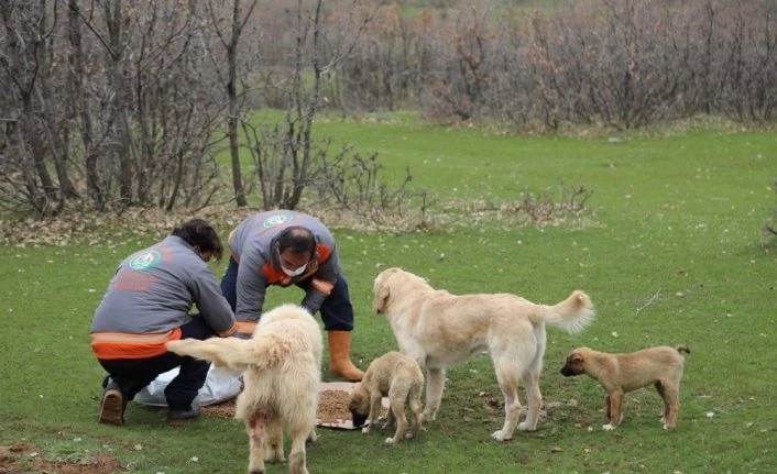 Bingöl’de sokak hayvanlarına yem ve mama bırakıldı