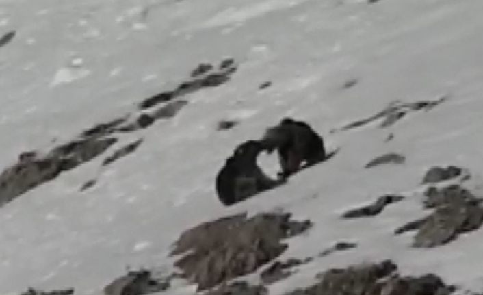 Boz ayıların karda kayak  keyfi