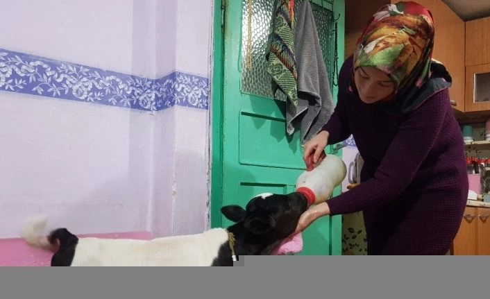 Buzağı destekleme işlemlerinde başvuru şartı kalktı