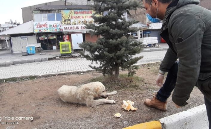 Çaldıran Belediyesinden sokak hayvanlarına yiyecek desteği