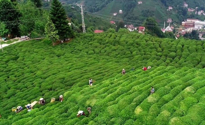 Çay ihracatı yüzde 51 arttı