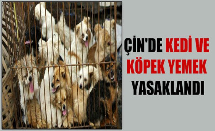 Çin'in  kedi ve köpek yemek yasaklandı