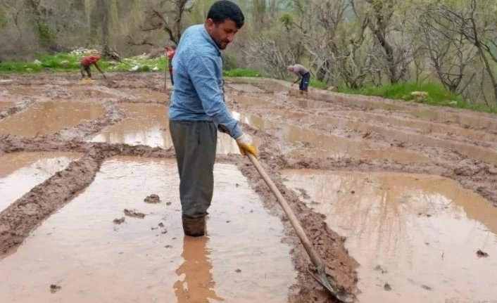 Din görevlisi çeltik tarlasında çalışarak vatandaşa destek oluyor