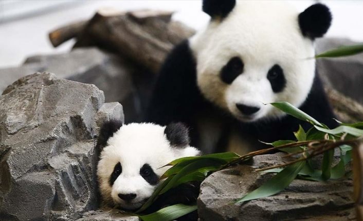 En çok panda ve deniz kaplumbağası evlat edindik