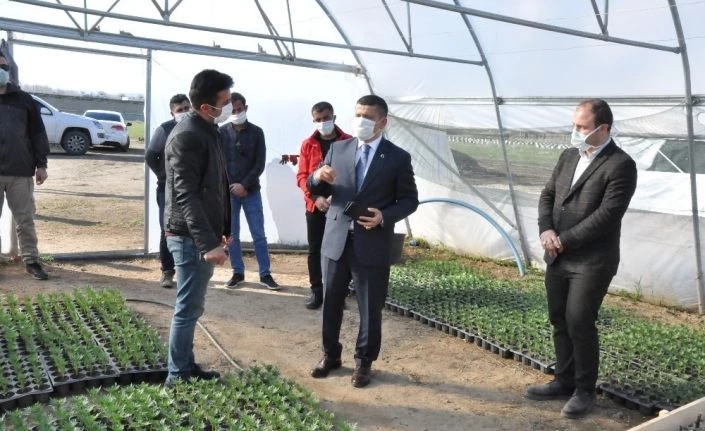 Erciş Belediyesinden çiçek üretimi
