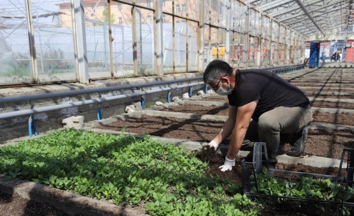 Erzincan’da binlerce çiçek toprakla buluşturulacak