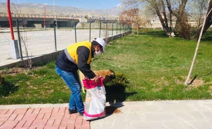 Gürpınar Belediyesi sokak hayvanlarını unutmadı