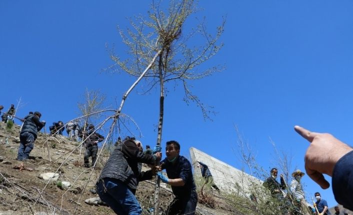 Hakkari’de bin adet fidan dikildi