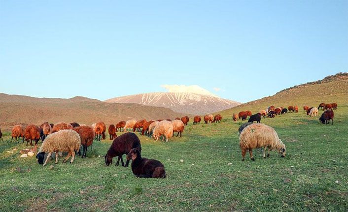 Hayvancılık merkezi Van’da korona virüs sıkıntısı