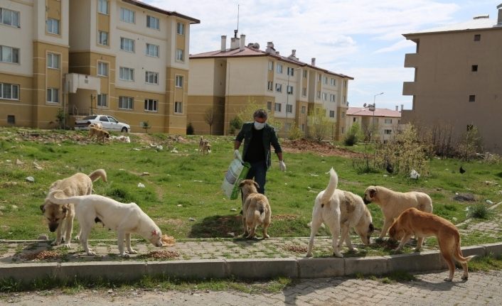 Her gün, sokak köpeklerini besliyor