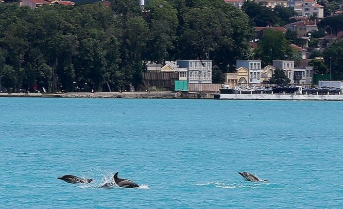 İlkbaharın gelişiyle yunusların İstanbul Boğazı