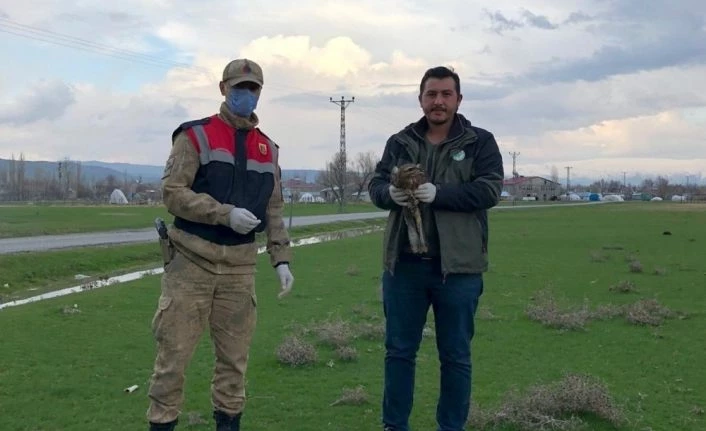Jandarmanın yaralı halde bulduğu kızıl şahin koruma altına alındı