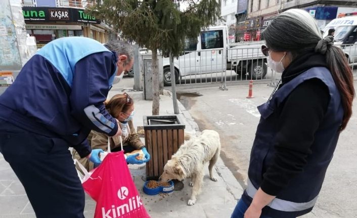 Kars’ta Sokak hayvanlarına yiyecek bırakılıyor