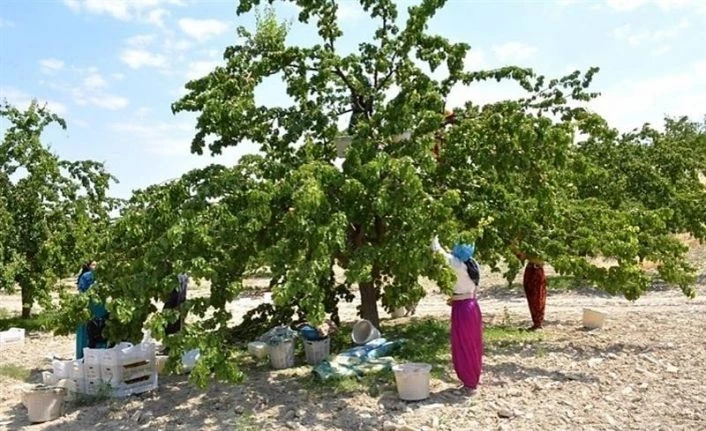 Kayısılarda görülen çil hastalığına dikkat