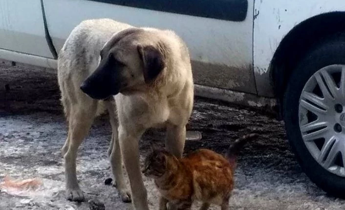 Kedi, köpeği annesi sanıyor