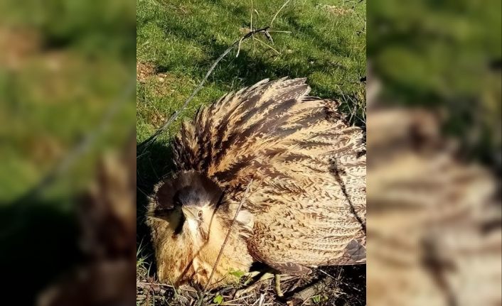 Köpeklerin saldırdığı balaban kuşunu kurtardı