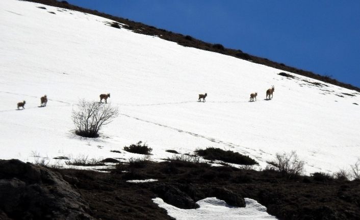 Koruma altındaki çengel boynuzlu dağ keçileri Munzur Dağı’nda görüntülendi