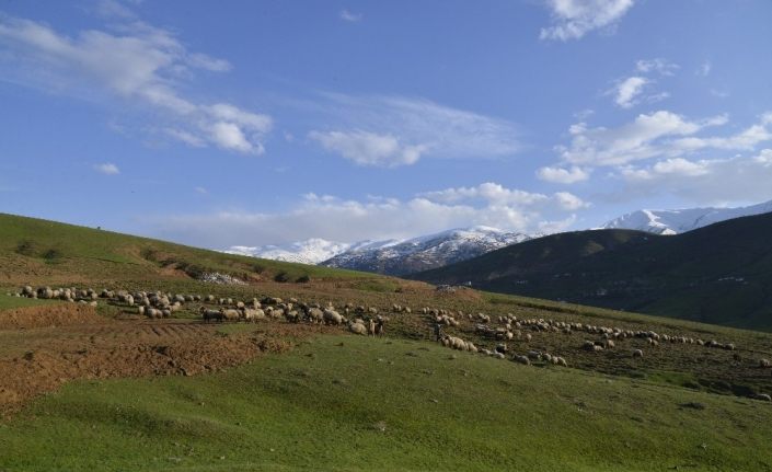 Küçükbaş hayvanlar ova ve dağlarda otlatılmaya başlandı