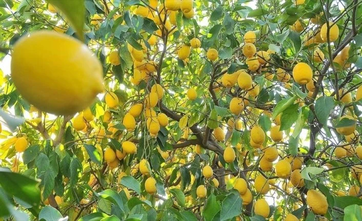 Limon ihracatı ön izne bağlandı